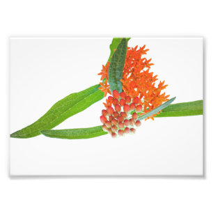 Butterfly Milkweed Bloom auf Weiß Fotodruck