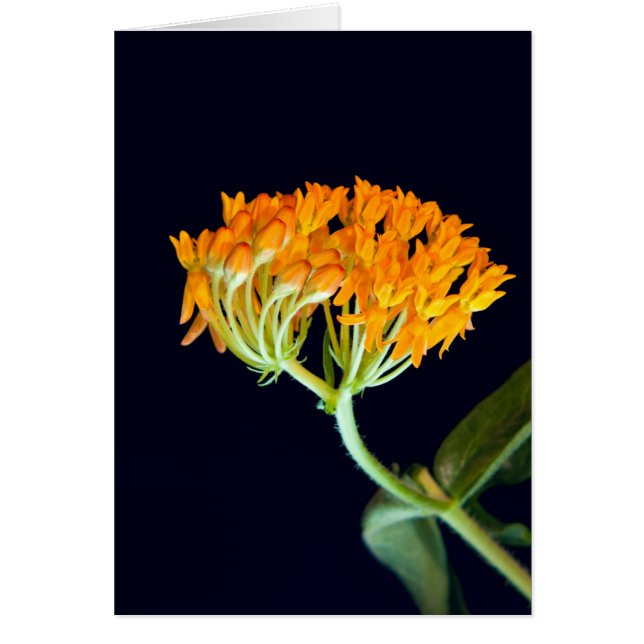 Butterfly Milkweed Blooms (Vorne)