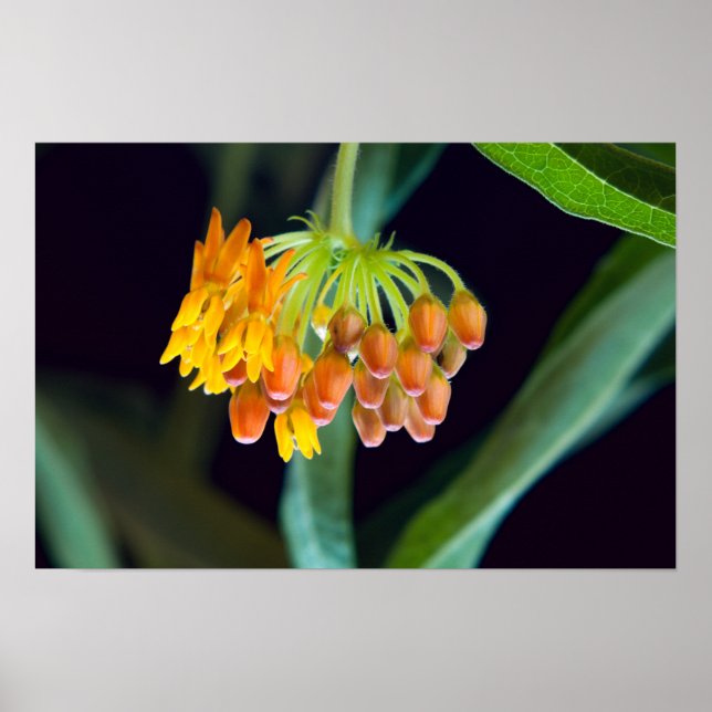 Butterfly Milkweed Buds and Blooms Poster (Vorne)