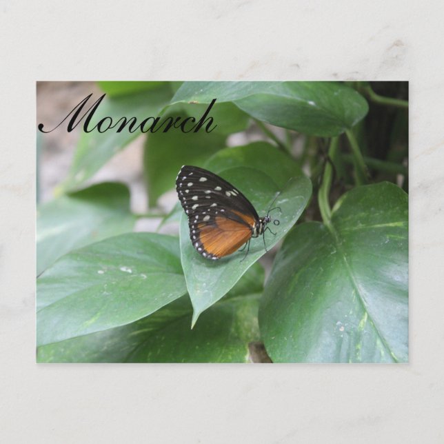 Butterfly Monarch # 3 Postkarte (Vorderseite)