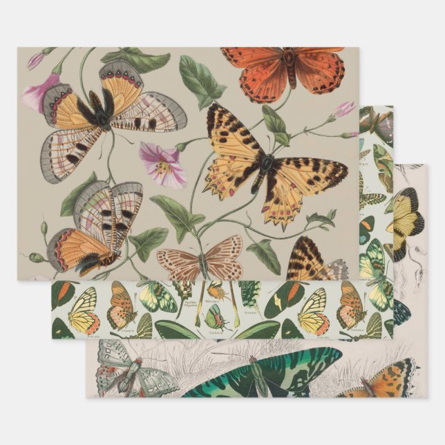 Butterfly Moth Nature Collection Zeichnend Geschenkpapier Set (Set)