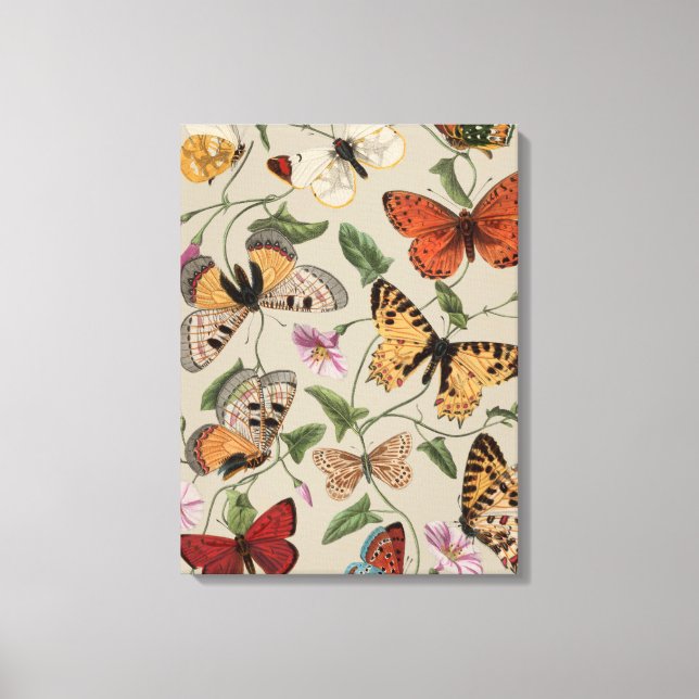 Butterfly Moth Nature Collection Zeichnend Leinwanddruck (Vorderseite)