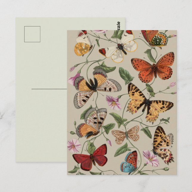 Butterfly Moth Nature Collection Zeichnend Postkarte (Vorne/Hinten)