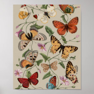 Butterfly Moth Nature Zeichnend antikes Aquarell Poster