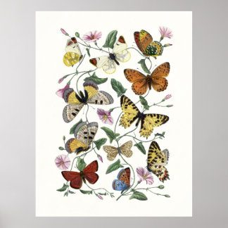 Butterfly & Moth Vintage Print, Paul Gervais 1842 Poster