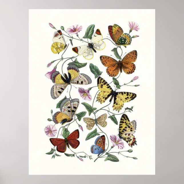 Butterfly & Moth Vintage Print, Paul Gervais 1842 Poster (Vorne)