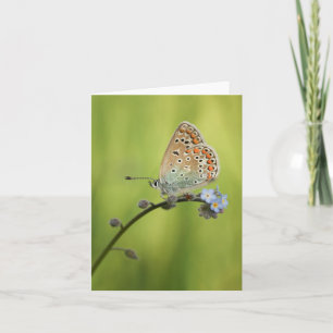Butterfly Nature Foto Karte