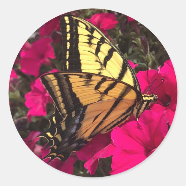 Butterfly on Pink Petunia Flowers Springtime Runder Aufkleber (Vorderseite)