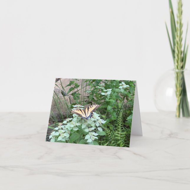 Butterfly on Pycnanthemum (Mountain Mint) card Dankeskarte (Vorderseite)