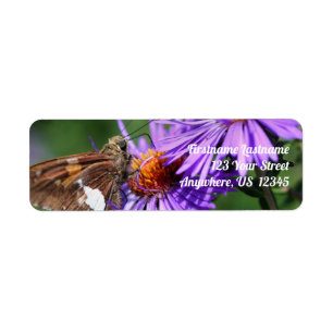 Butterfly On Wild Lila Aster Blume