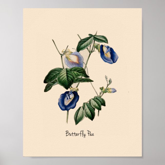 Butterfly Pea Botanical Flower Poster (Vorne)