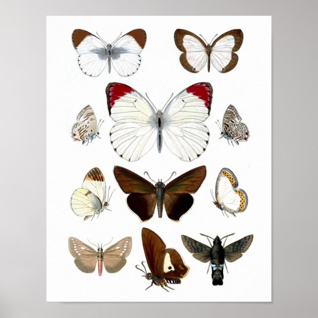 Butterfly Picture 7. Natural History Print Poster (Vorne)