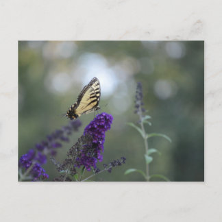 Butterfly Postcard Buddleia mit Bokeh Beautiful Postkarte