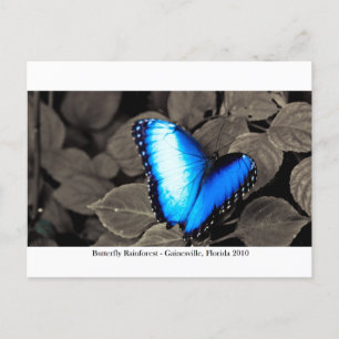 Butterfly Rainforest - Gainesville, FL 002 Postkarte