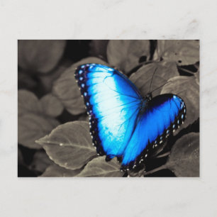 Butterfly Rainforest - Gainesville, FL 003 Postkarte