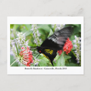 Butterfly Rainforest - Gainesville, FL 006 Postkarte