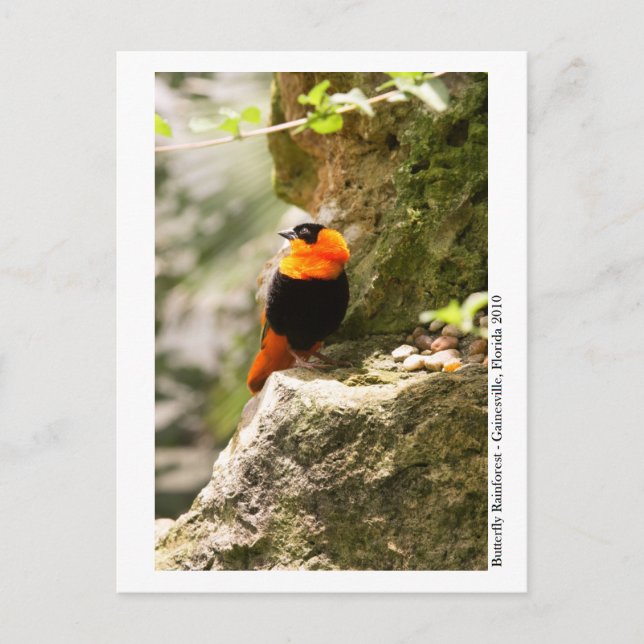 Butterfly Rainforest - Gainesville, FL 009 Postkarte (Vorderseite)