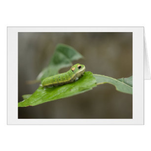Butterfly Raupe Larva