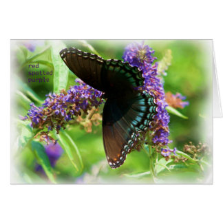 butterfly_red_spotted_purple_0233_Paint