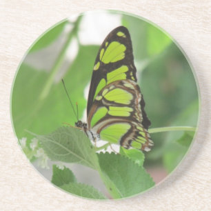 Butterfly Sandstone Untersetzer