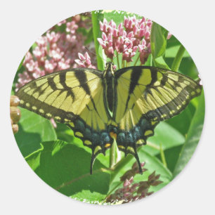 Butterfly-Serie für das Frack "Eastern Tiger" Runder Aufkleber