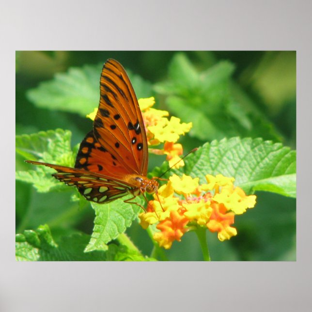 Butterfly-Serie Poster (Vorne)