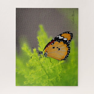 Butterfly series - African monarch butterfly