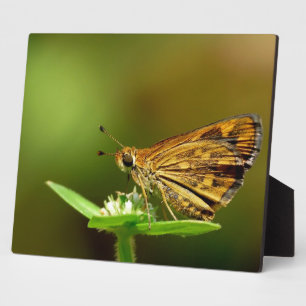 Butterfly Tamil Grass Dart mit Bokeh Hintergrund. Fotoplatte