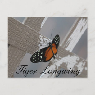 Butterfly Tiger Longwing # 1 Postkarte