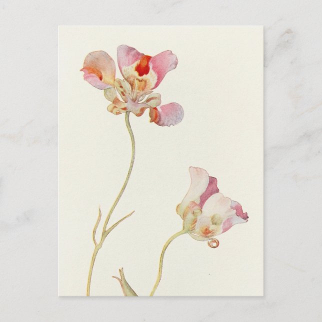 Butterfly Tulip von Margaret Armstrong Postkarte (Vorderseite)