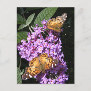 Butterfly Twins ~ Postkarte