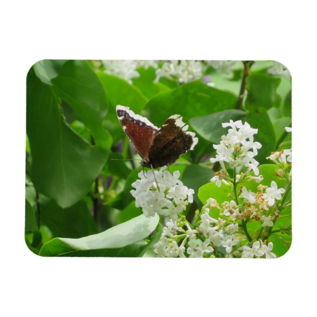 Butterfly und Spring Lilac Magnet (Horizontal)