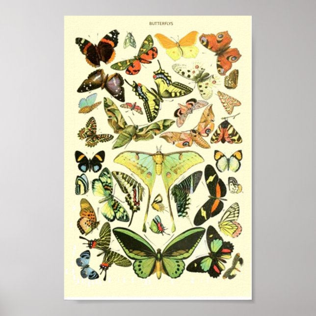 Butterfly Vintag Poster (Vorne)