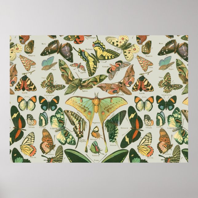 Butterfly Vintages Muster Schmetterlinge Malerei Poster (Vorne)