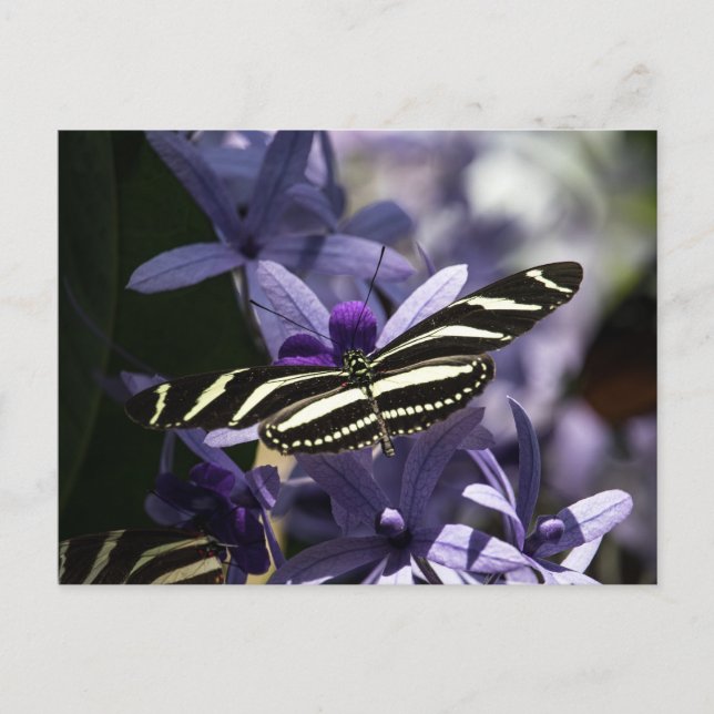 BUTTERFLY WILD LIFE INSECT POSTCROSSING POSTKARTE (Vorderseite)