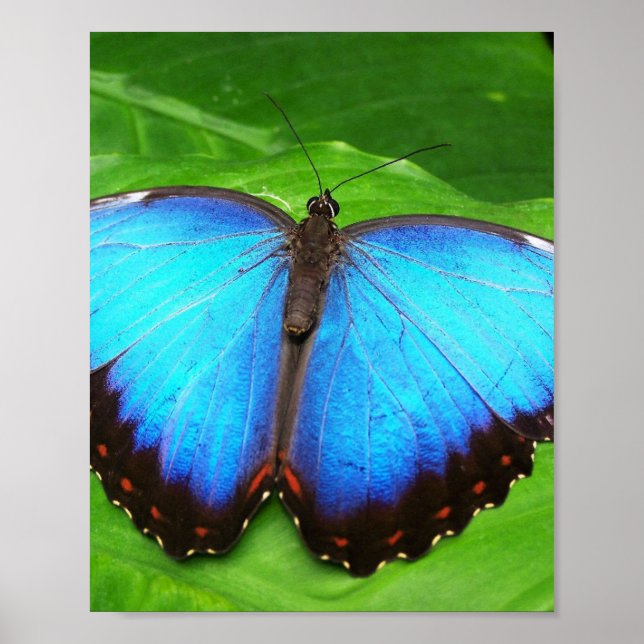 BUTTERFLY WINGS POSTER (Vorne)