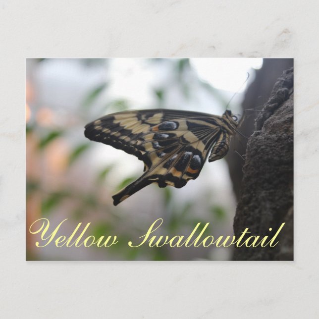 Butterfly Yellow Frack # 1 Postkarte (Vorderseite)