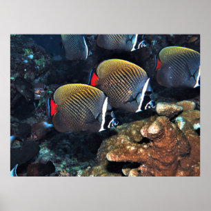 Butterflyfish Poster