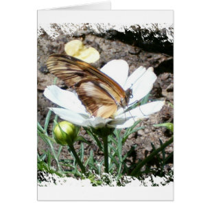 Butterly auf Blume