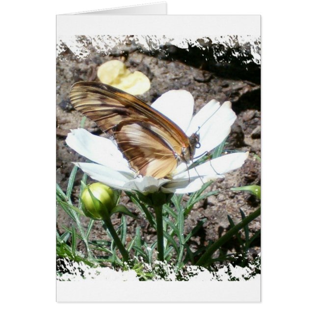 Butterly sur la fleur (Devant)