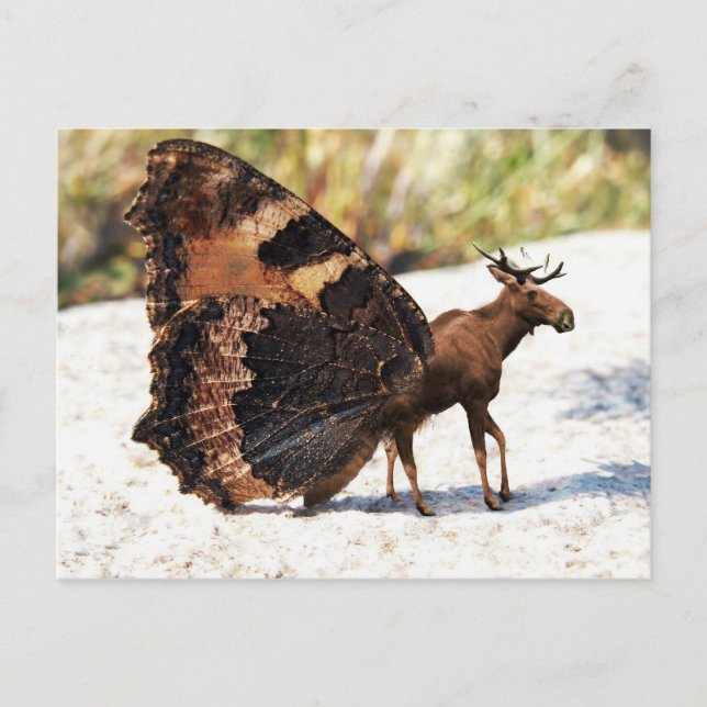 Buttermoose Postkarte (Vorderseite)