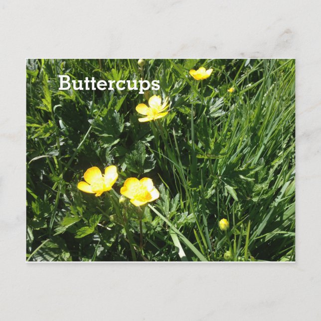 Buttertasse, Blume, Bild Postkarte (Vorderseite)