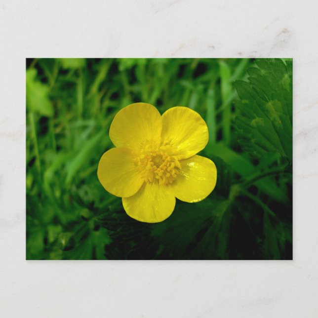 Buttertasse Postkarte (Vorderseite)