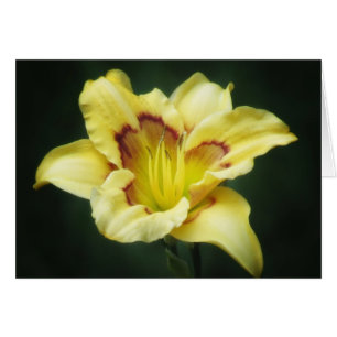Buttery Yellow - Taglilie