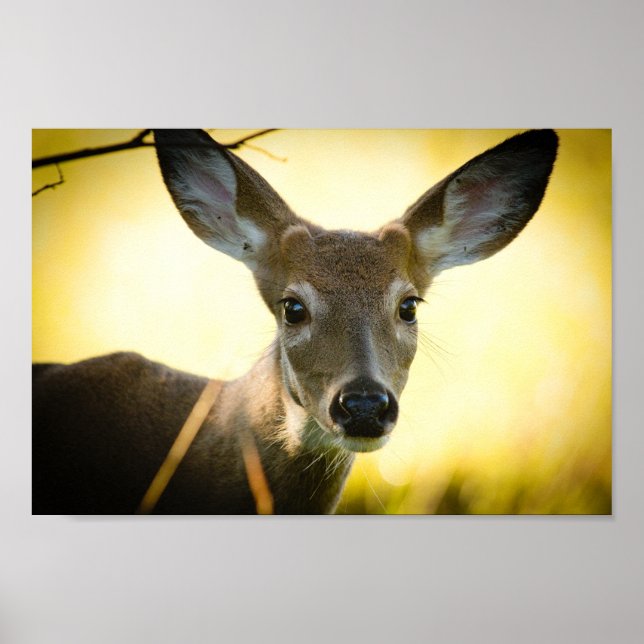 Button Buck Poster (Vorne)