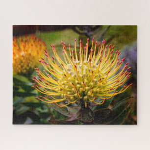 Button Cushion Protea Blume auf Maui