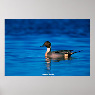 Button Duck Poster