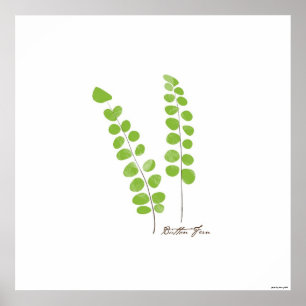 Button Fern Illustration   Botanische Schrift Poster