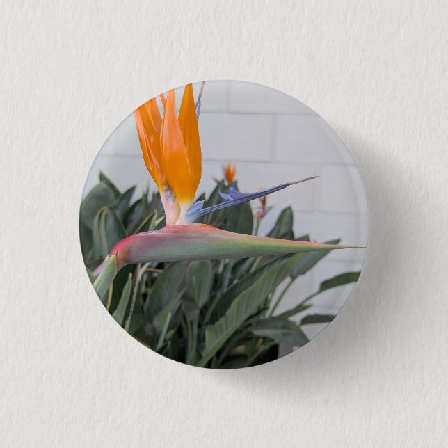 Button--Floral Serie Vogel des Paradies Button (Vorderseite)