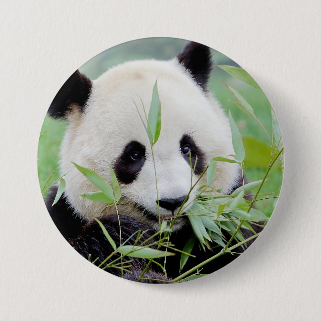 Button Foto Riesenpanda , Tiere 0026. (Vorderseite)